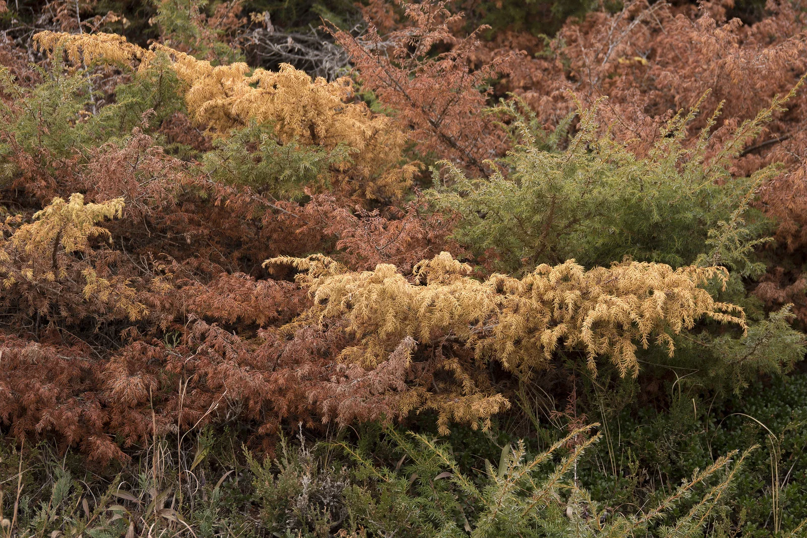 Wild Juniper