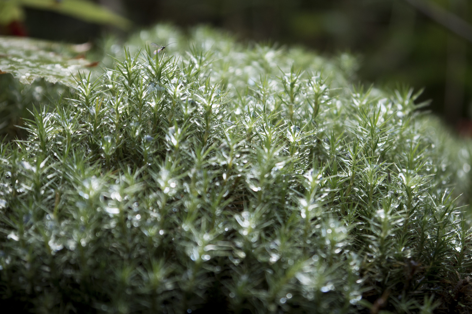 Dew and Moss