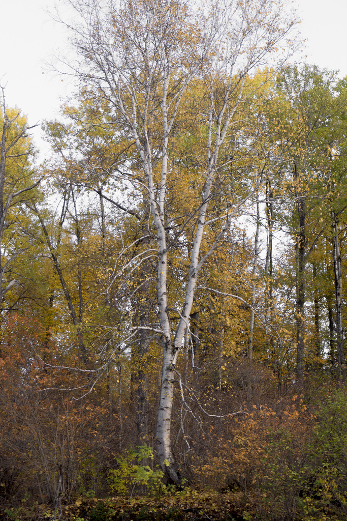 23615061268_00f8cb8e17_b.jpg