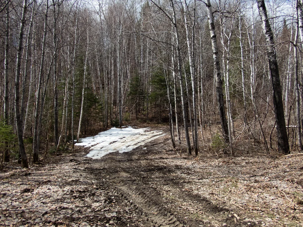 Rutted road to the Bell River where we began our hike (Hootz)
