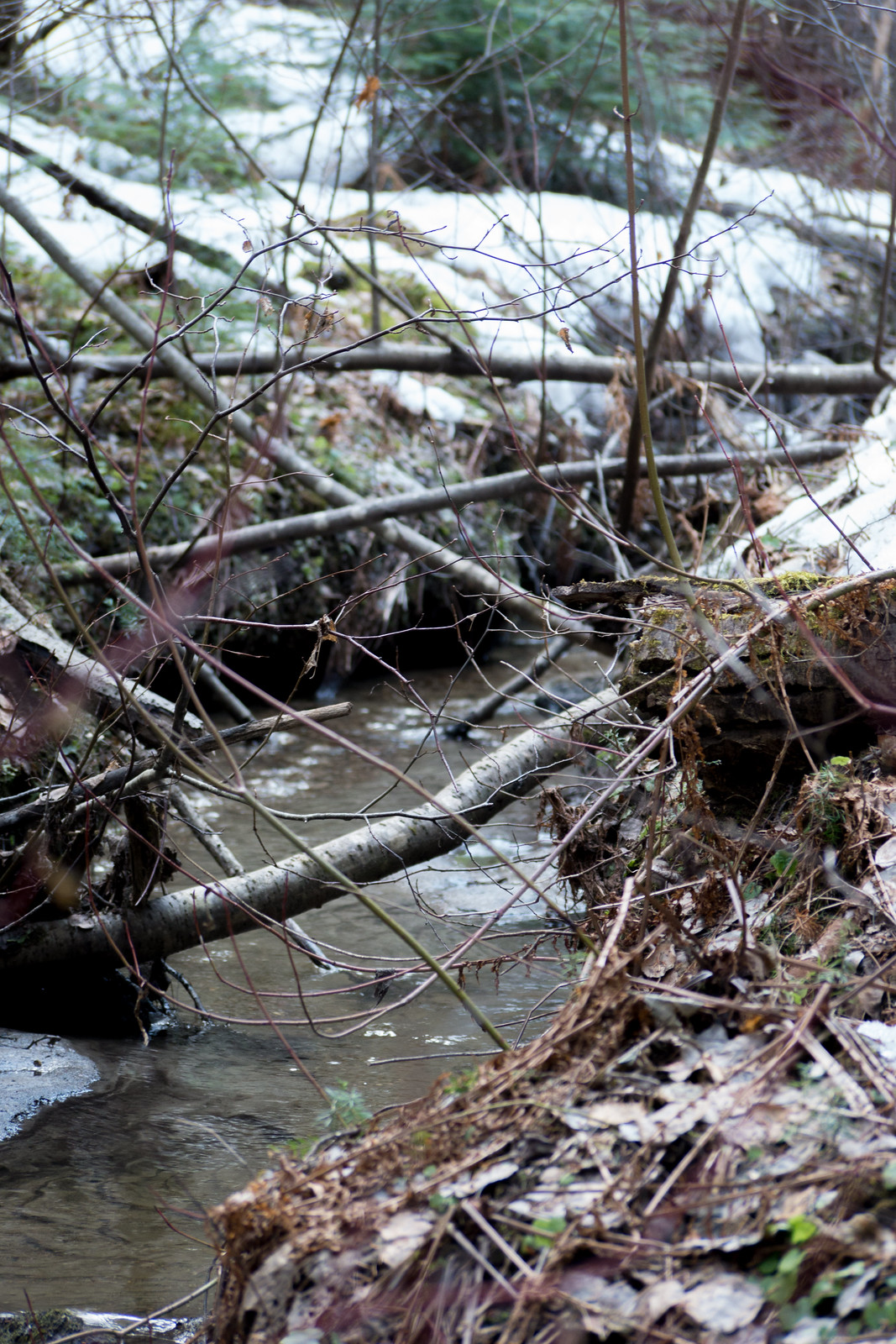 The water source, a spring runoff creek (Goodson)