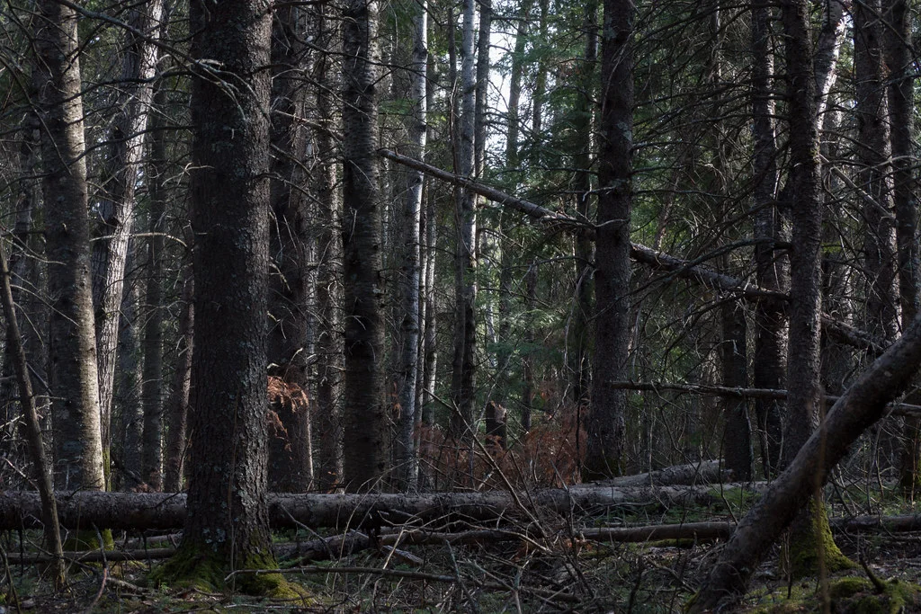 Mostly coniferous forest (Goodson)