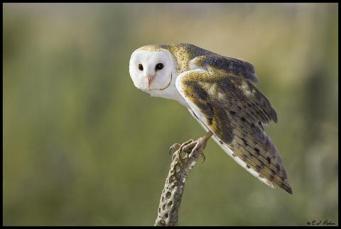 barn owl.jpg