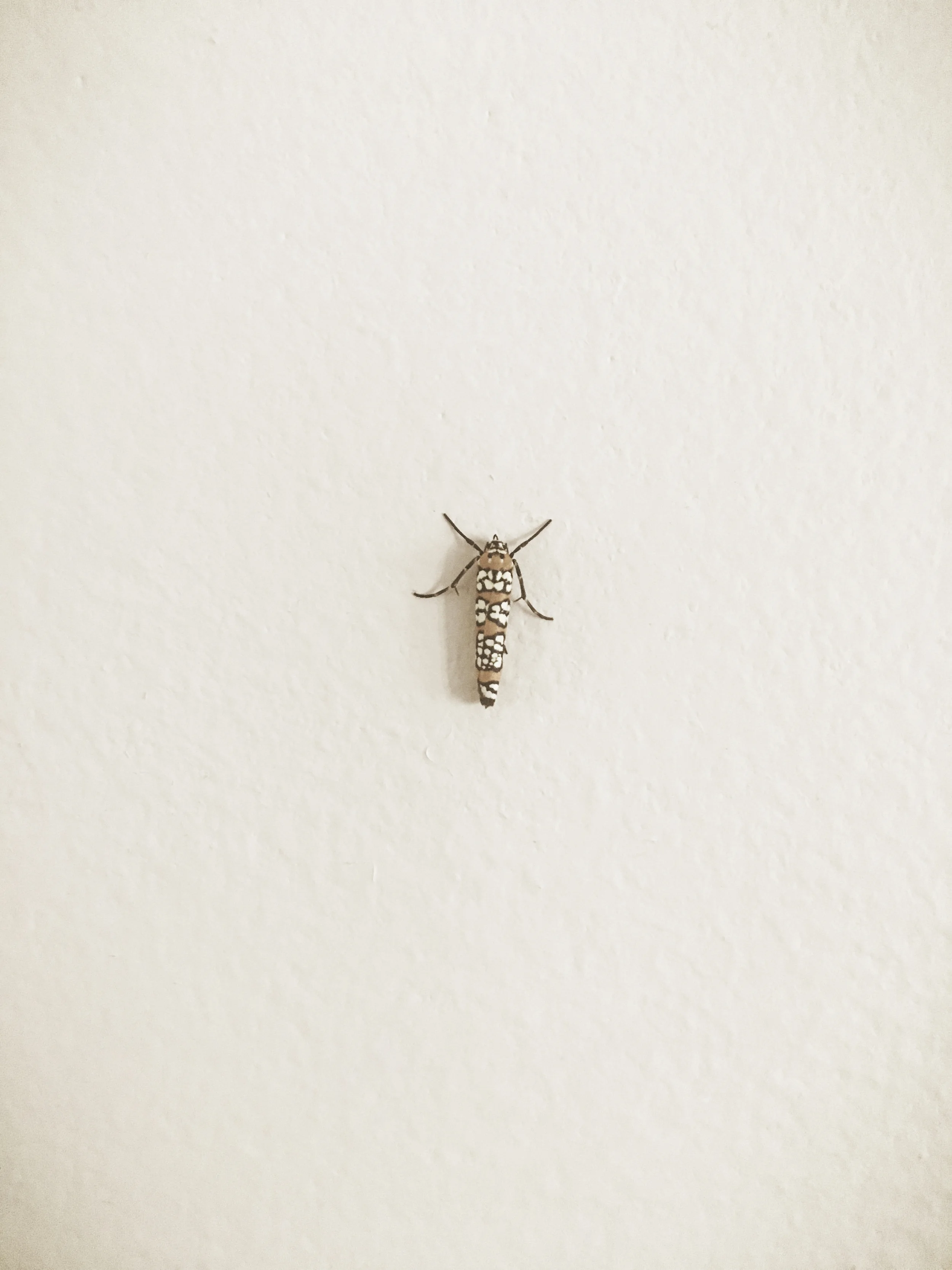 The Farmhouse Haiku: A bug you never saw before, now lives in the room that is next door