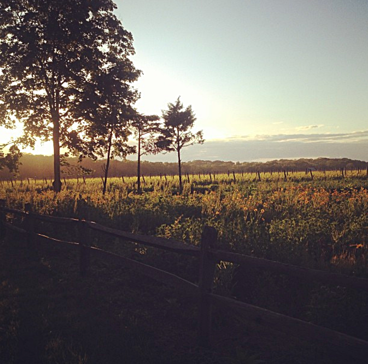 McCALL VINEYARD