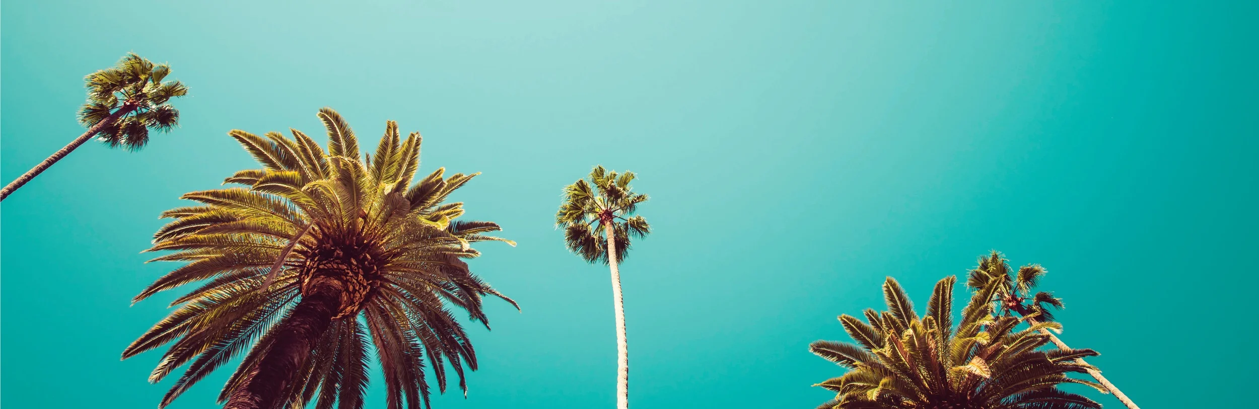 PALMS+PAGE+1.jpg