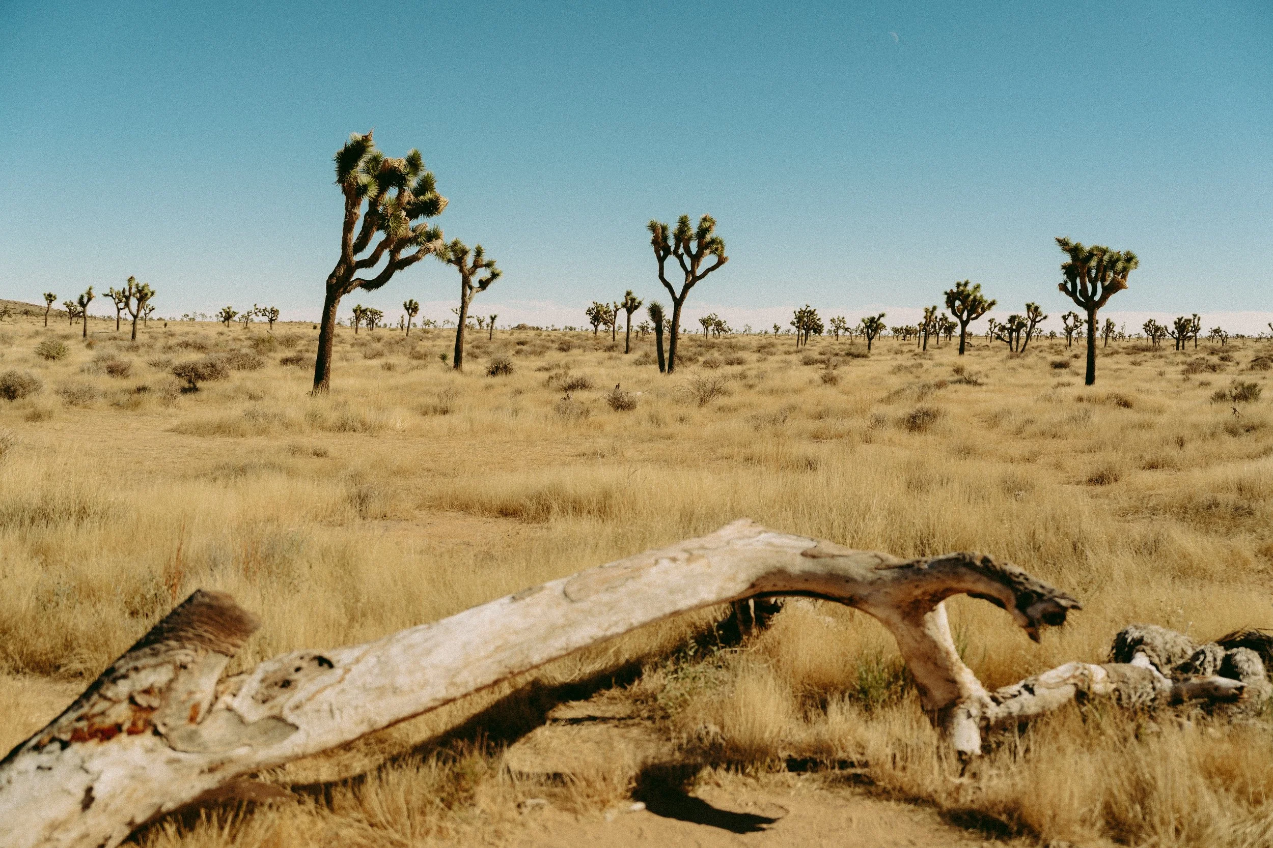 Forever West_2022 Selects-174.jpeg