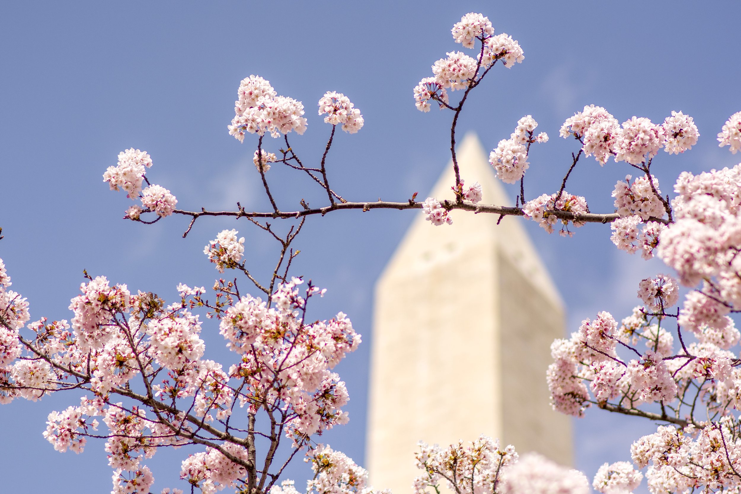 washington-monument-beyond-the-cherry-blossoms-in-2022-11-08-02-56-46-utc.jpg