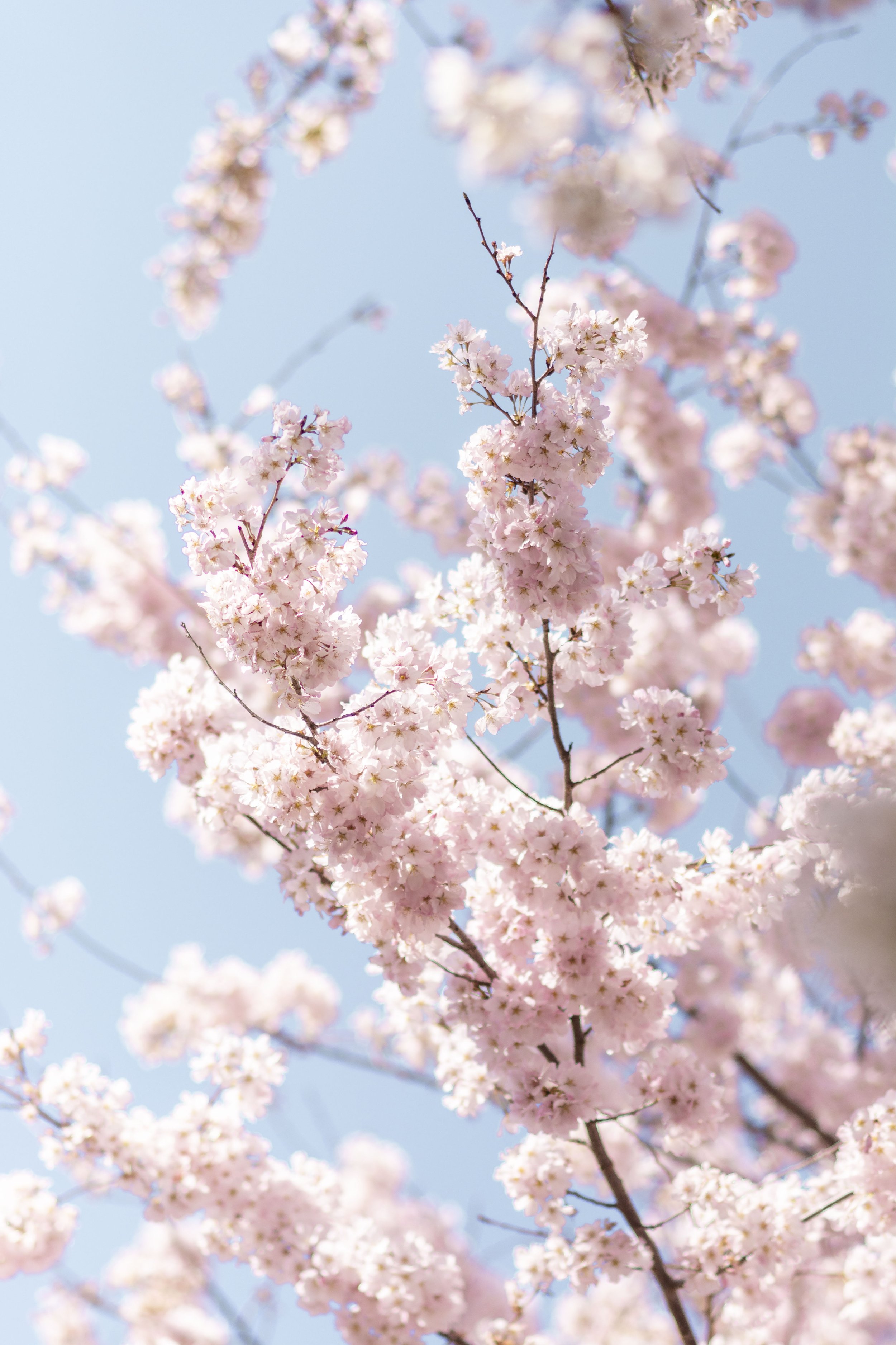 washington-dc-cherry-blossoms-2022-11-08-03-04-34-utc.jpg