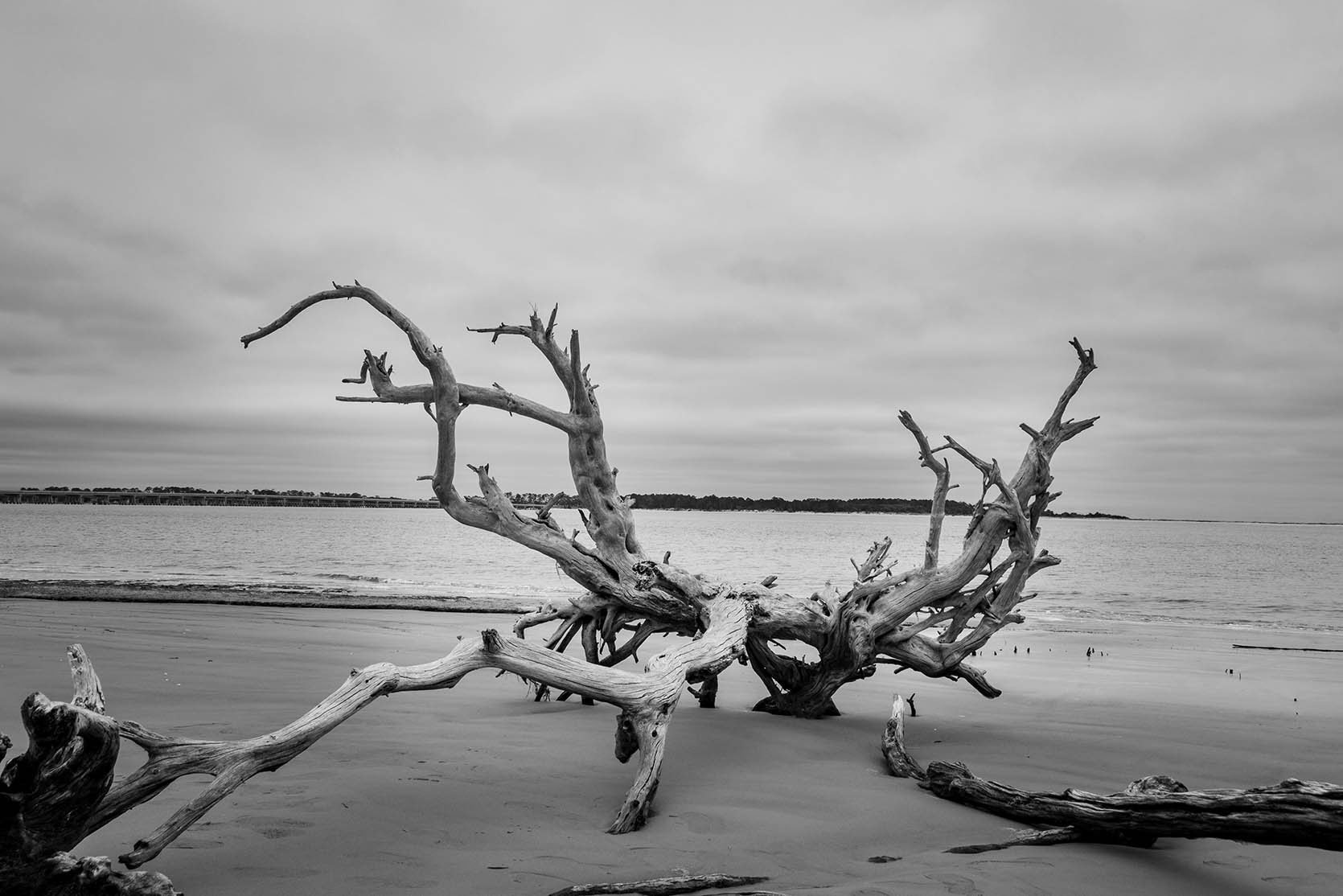 driftwood-on-boneyard-beach-florida-3-black-and-white-rustic-coastal-landscape-photo.jpeg