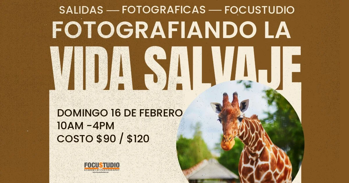 SALIDAS FOTOGRÁFICAS CON FOCUSTUDIO – FOTOGRAFIANDO LA VIDA SALVAJE
