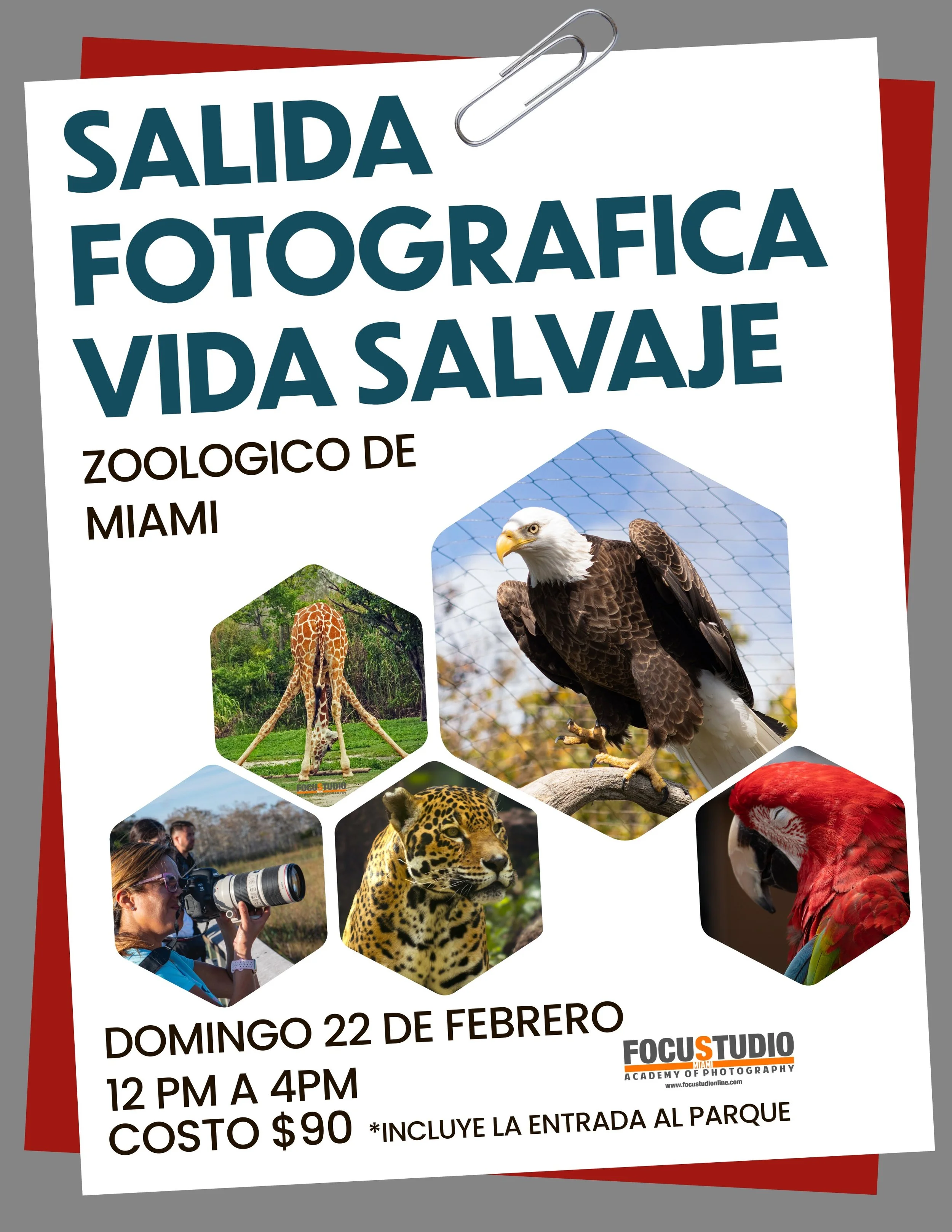 SALIDAS FOTOGRÁFICAS CON FOCUSTUDIO – FOTOGRAFIANDO LA VIDA SALVAJE