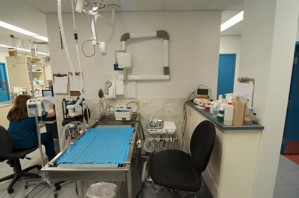 Our dental treatment area has a digital dental x-ray machine to allow us to take full mouth dental x-rays to accurately assess your pet's oral health.