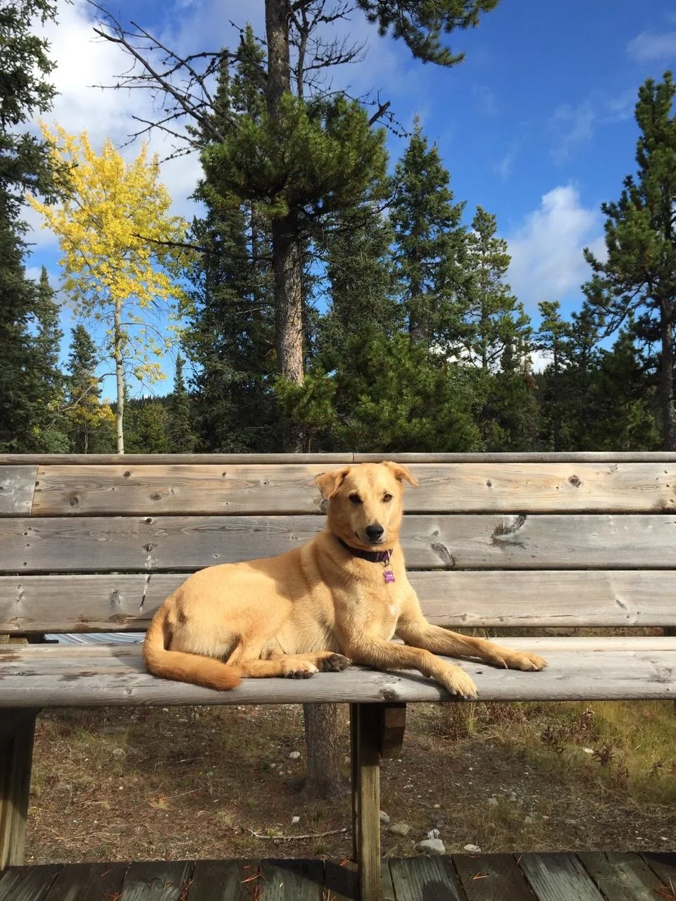 This is Lily! Lily was born at the Mae Bachur animal shelter and had to patiently wait while eleven of her siblings were adopted first her before she met her family (but it was worth the wait!). Lily helps her humans raise their young family, and her favourite way to greet loved ones is by saying, "Wooooooooo".