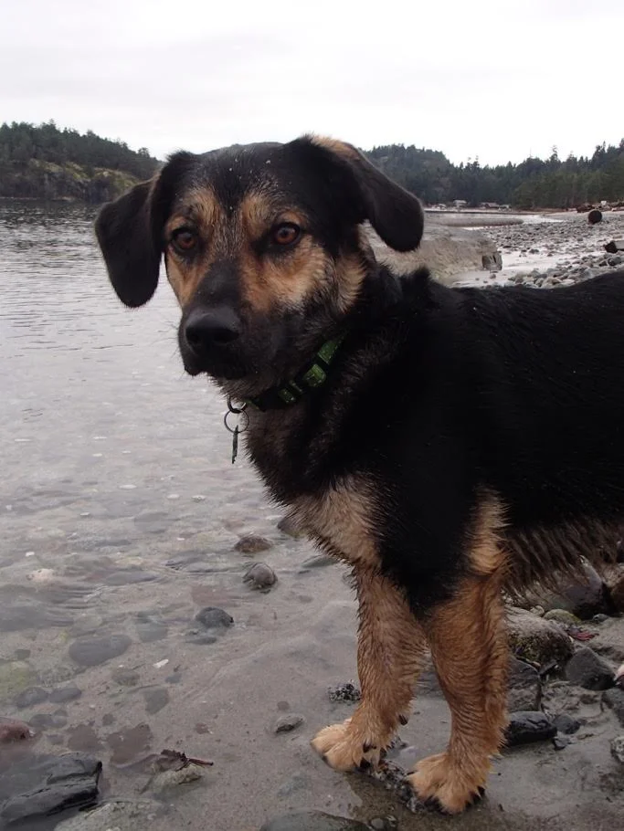 This is Timber! Timber is Lily's little brother, and was found as a tiny puppy on the side of the highway eating a road-killed mouse. Timber still loves hunting mice, but sometimes gets cold in the winter because his belly is so close to the ground.