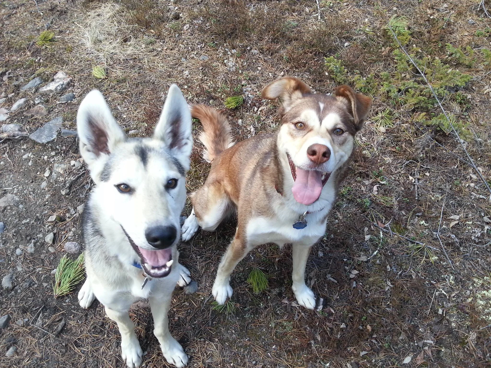 Meet Bennett (on the left) and Golden! Bennett thinks his name is "Oh Benny!" and worships his big sister. He likes to chase balls and porcupines! Golden lives to chase bikes down the trails and even on stunts. She loves to wrestle with Bennett as long as he plays by her rules.