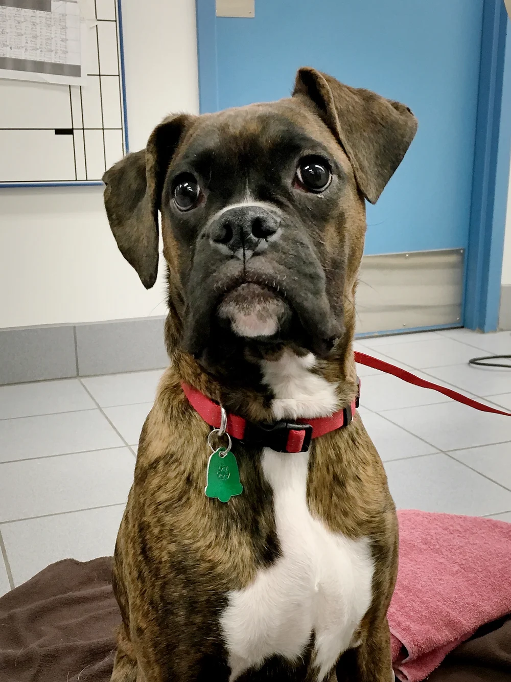 Can A Dogs Underbite Be Corrected