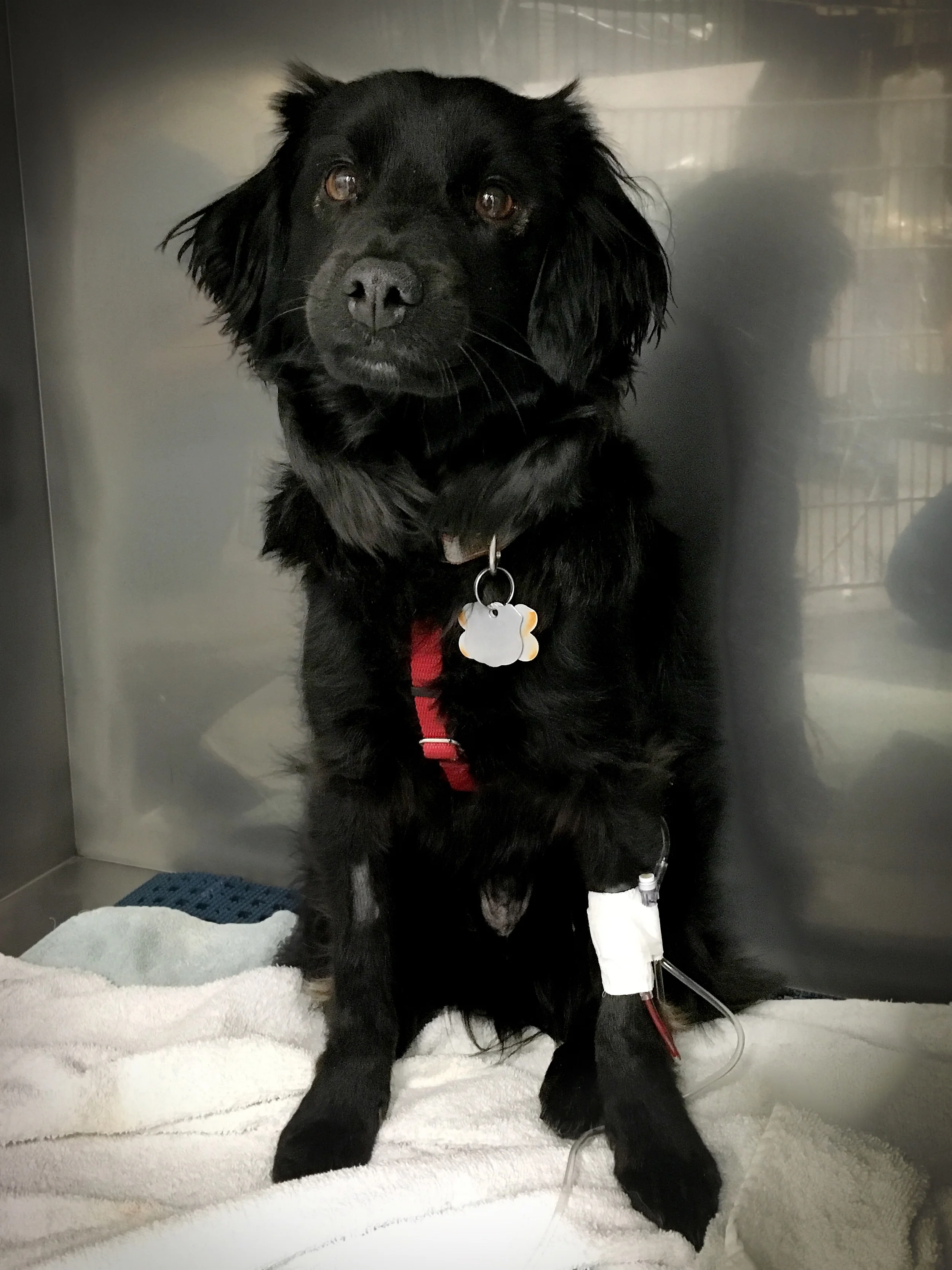 Jake is so sweet it's hard to not want to keep him. I have a penchant for little black dogs.