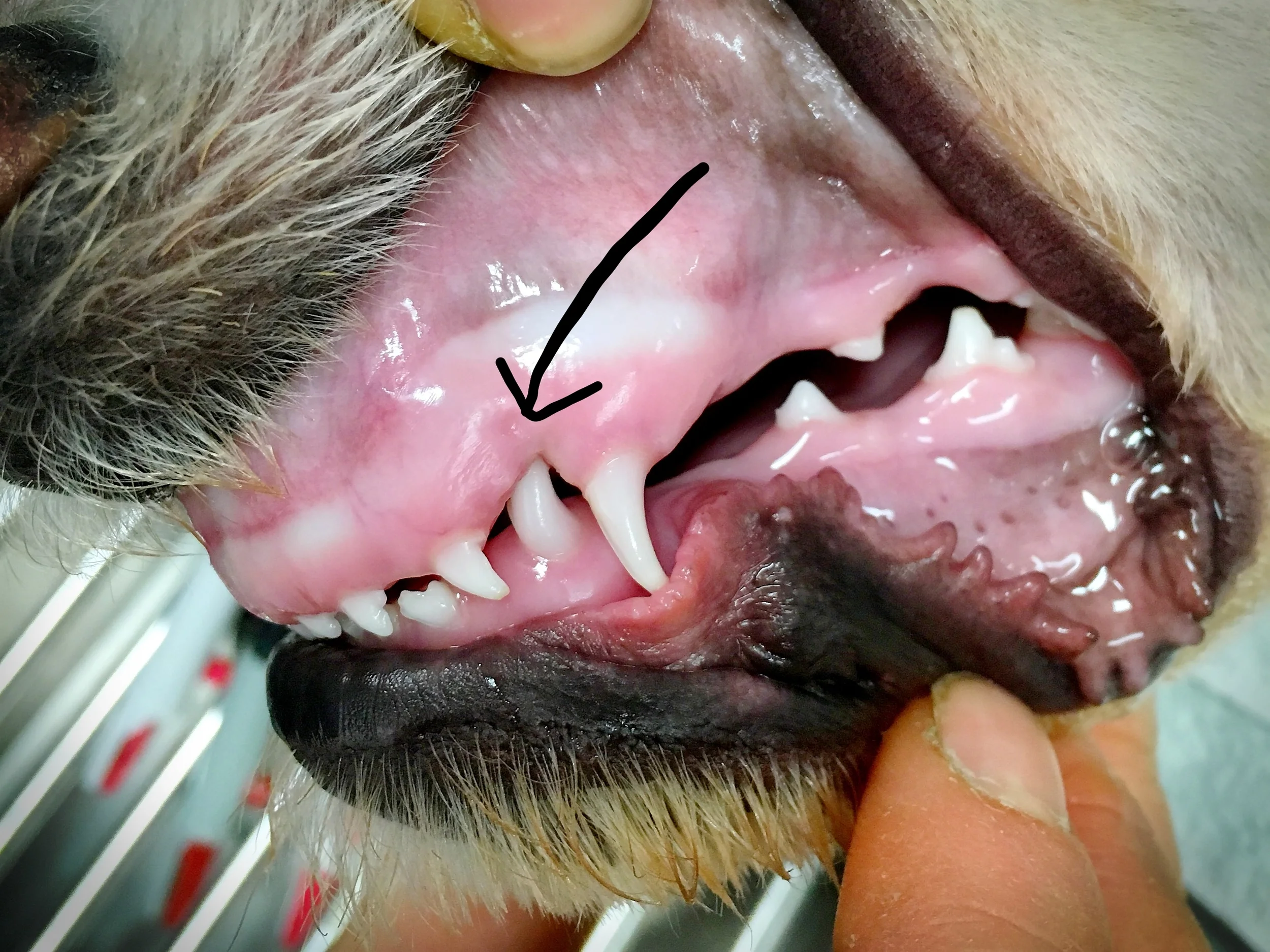 I take and edit all the photos for the blog on my phone, so my arrow drawings leave something to be desired. This arrow is pointing to the canine tooth on the bottom jaw embedded in the soft tissue of the upper jaw.