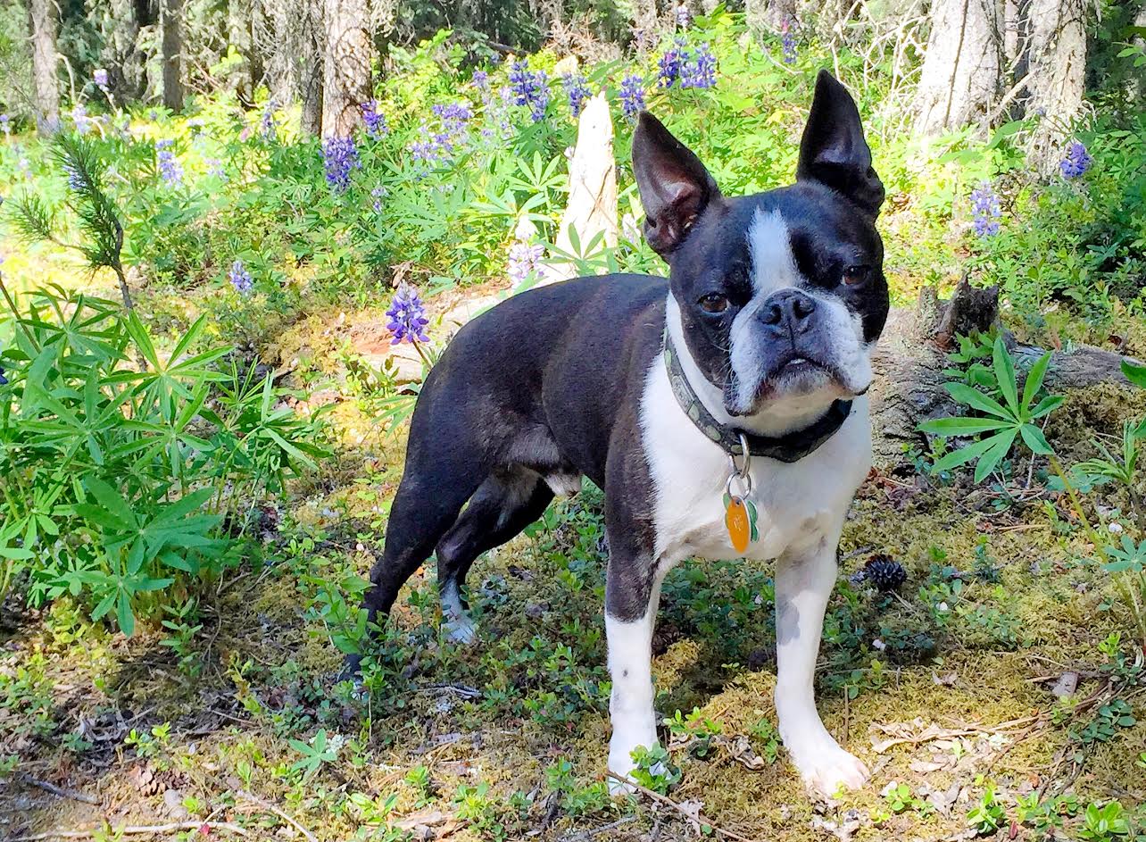 Mast cell tumor dog diet cheap