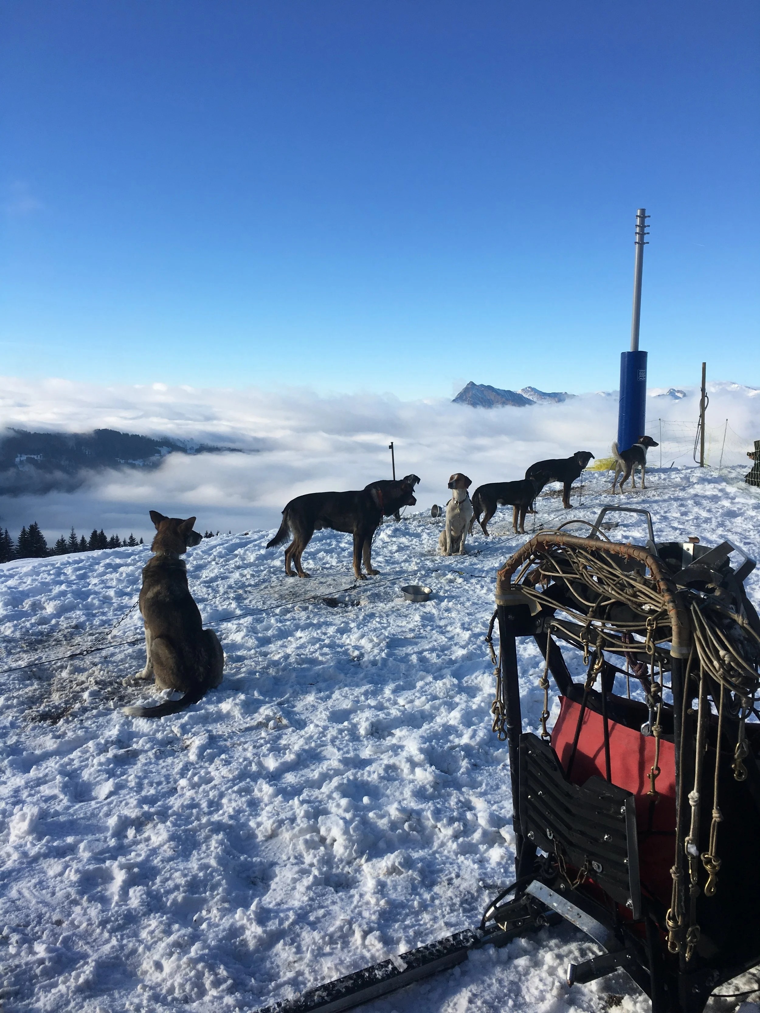 Dog team hanging out above the clouds of Grand Massif.