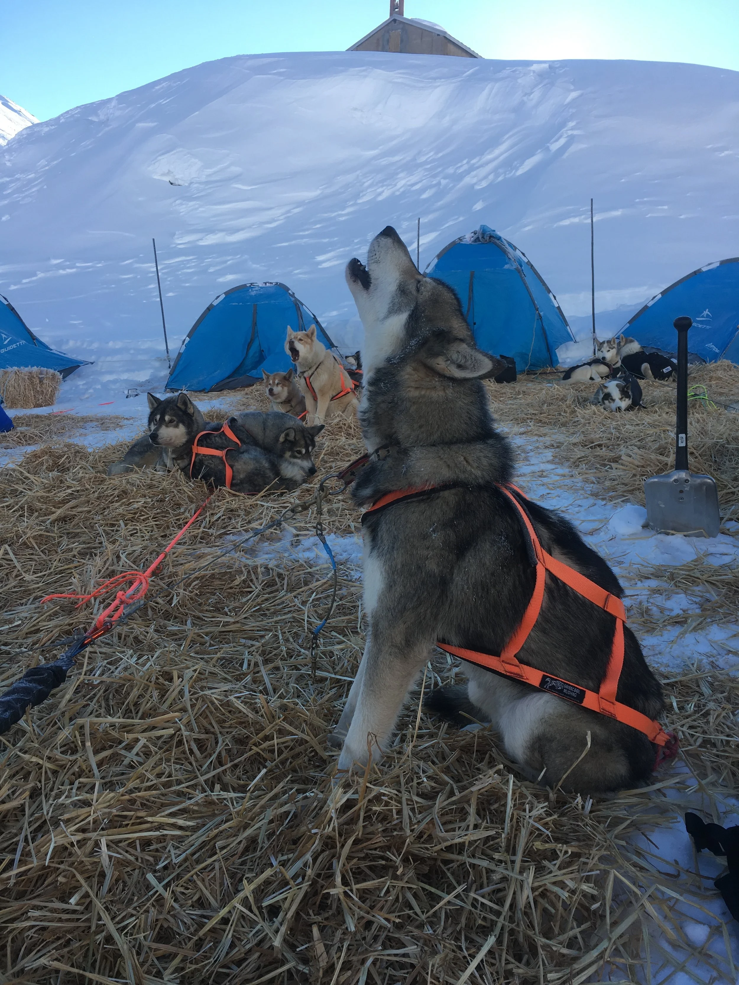 When you've been ready to go for hours but your musher is still eating breakfast.