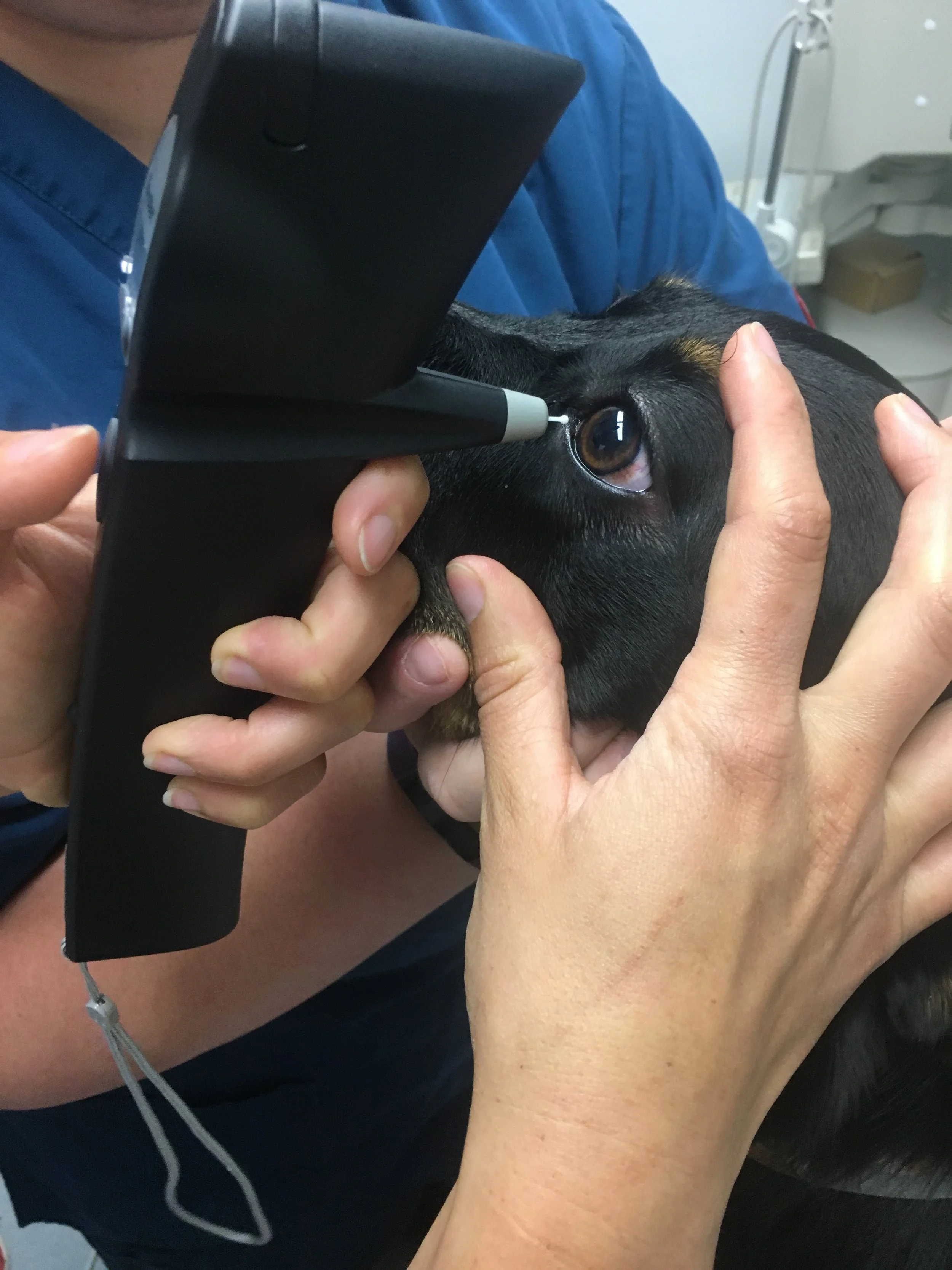 Sammy being a good girl while having her intraocular pressure checked 