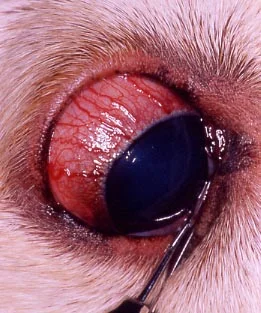 Enlargement of the veins around the eye is a common finding in glaucomatous eyes 