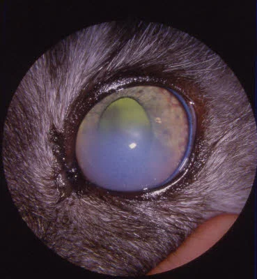 Cloudiness in the cornea of a cat's eye with glaucoma 