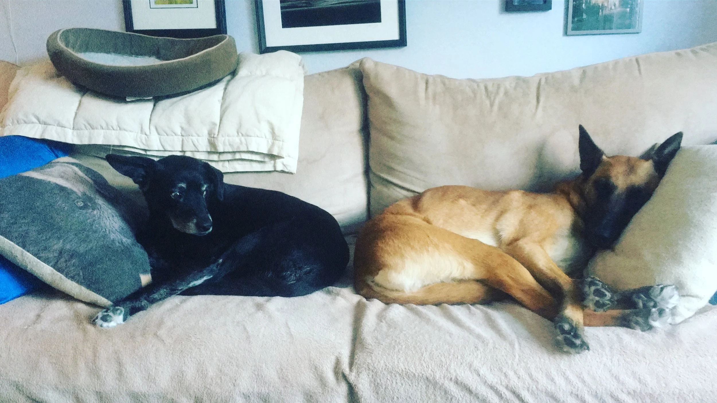 Acute Diarrhea in Dogs — Alpine Veterinary Medical Centre