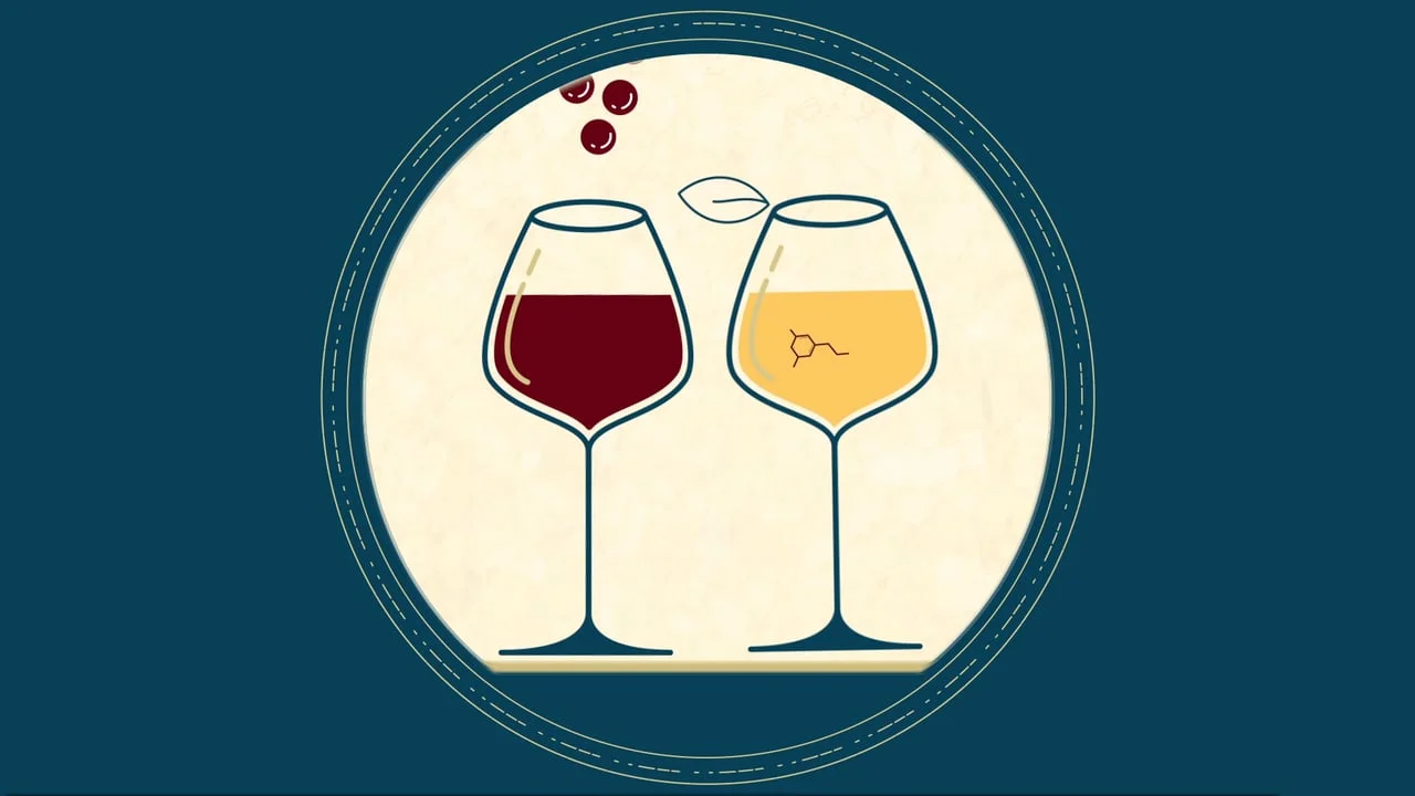 Mograph Mentor Infographic: Health benefits of wine...