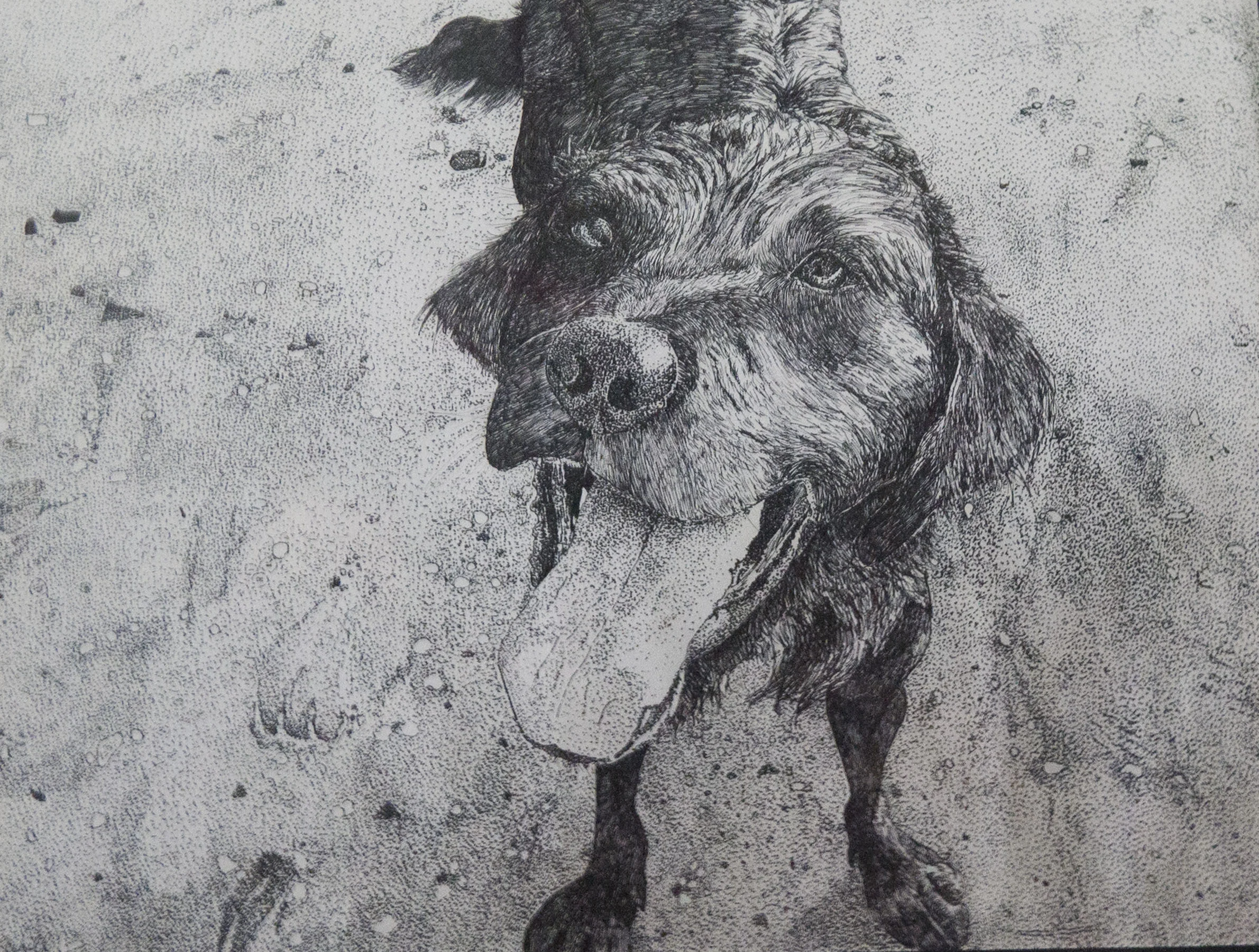 Finn's Day at the Beach