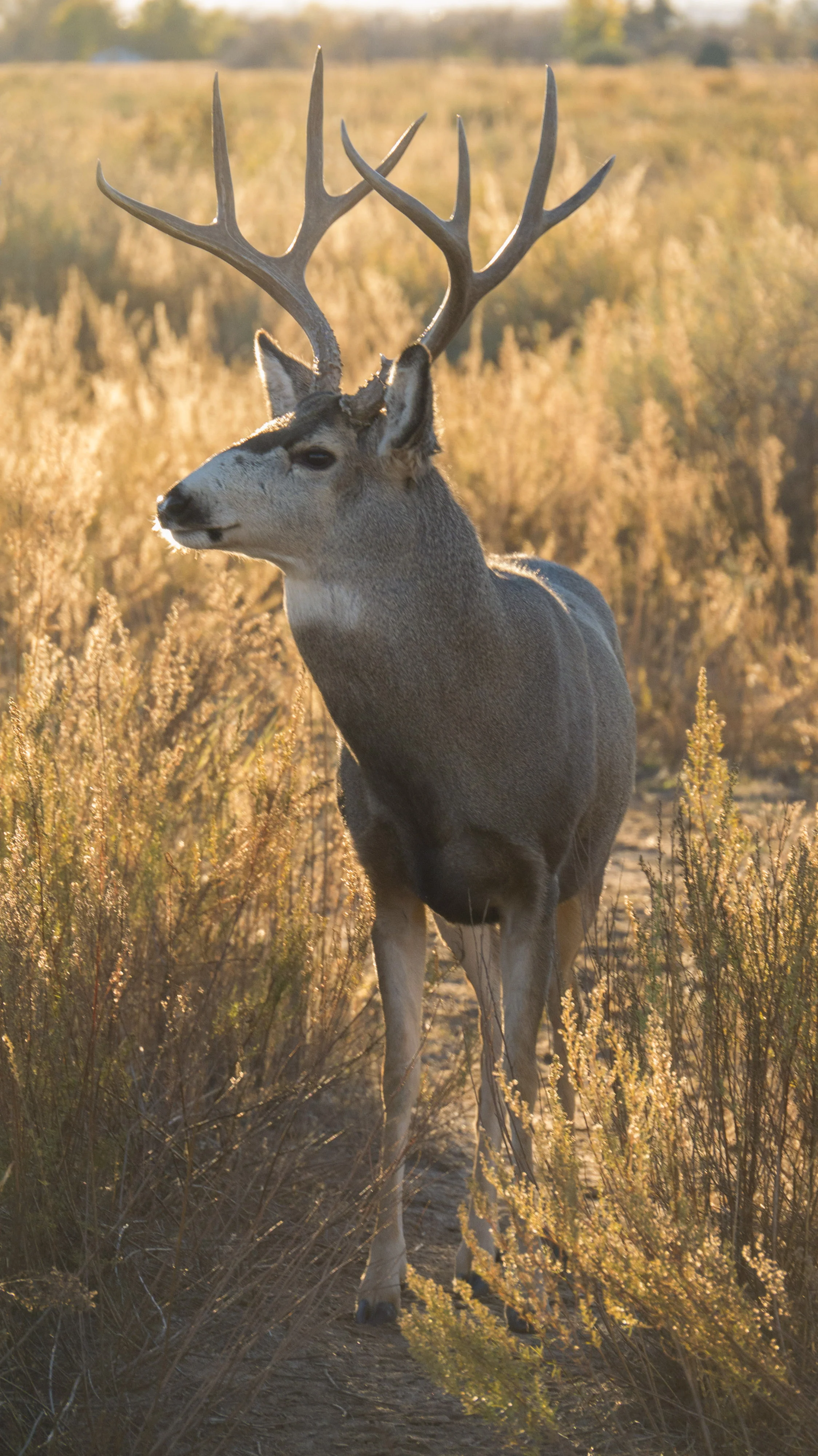 mulestag.jpg