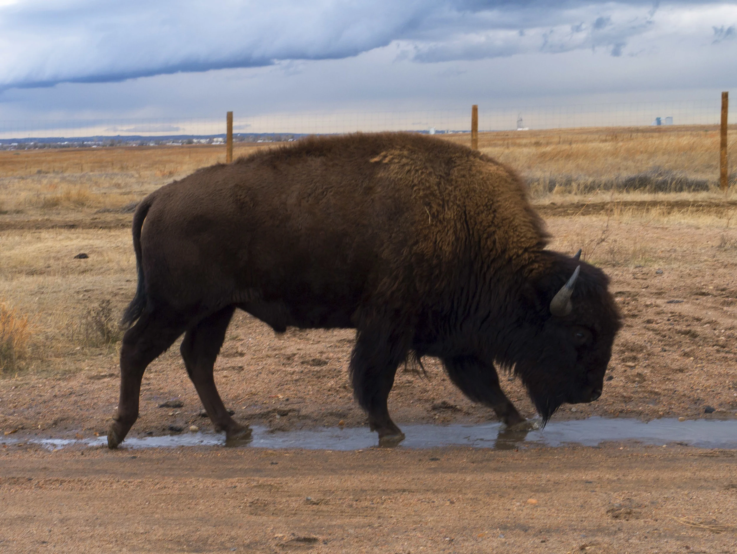 bisonclose.jpg