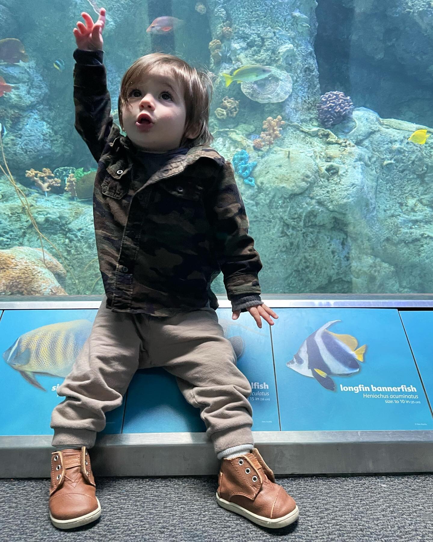 Were you even in LA with a toddler over the holidays if you didn&rsquo;t go to the @aquariumpacific 🐠🦭🐟?! #Calvinfornia #YouCanCallHimCal #TBT