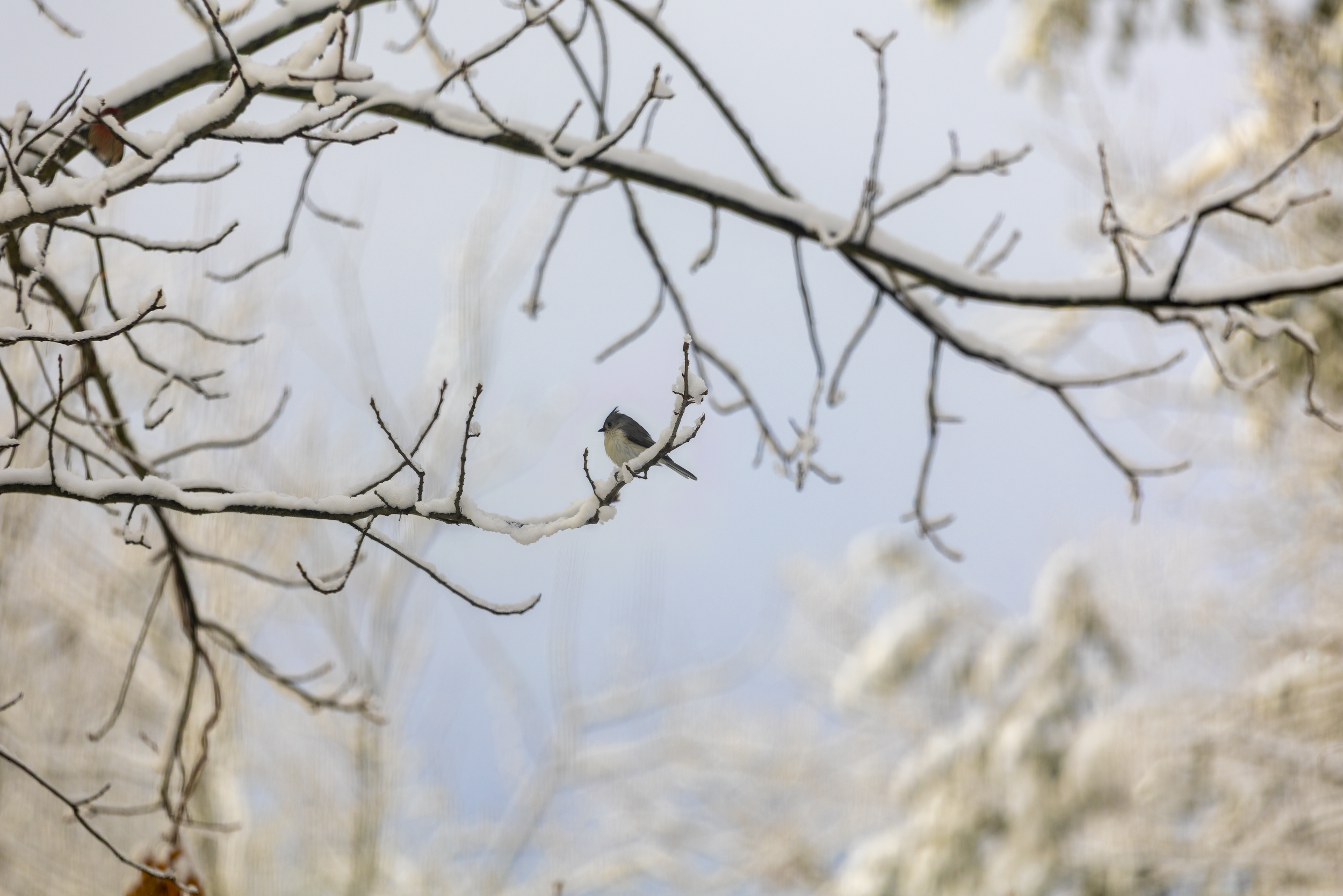 823A4415 Tmouse copy.png