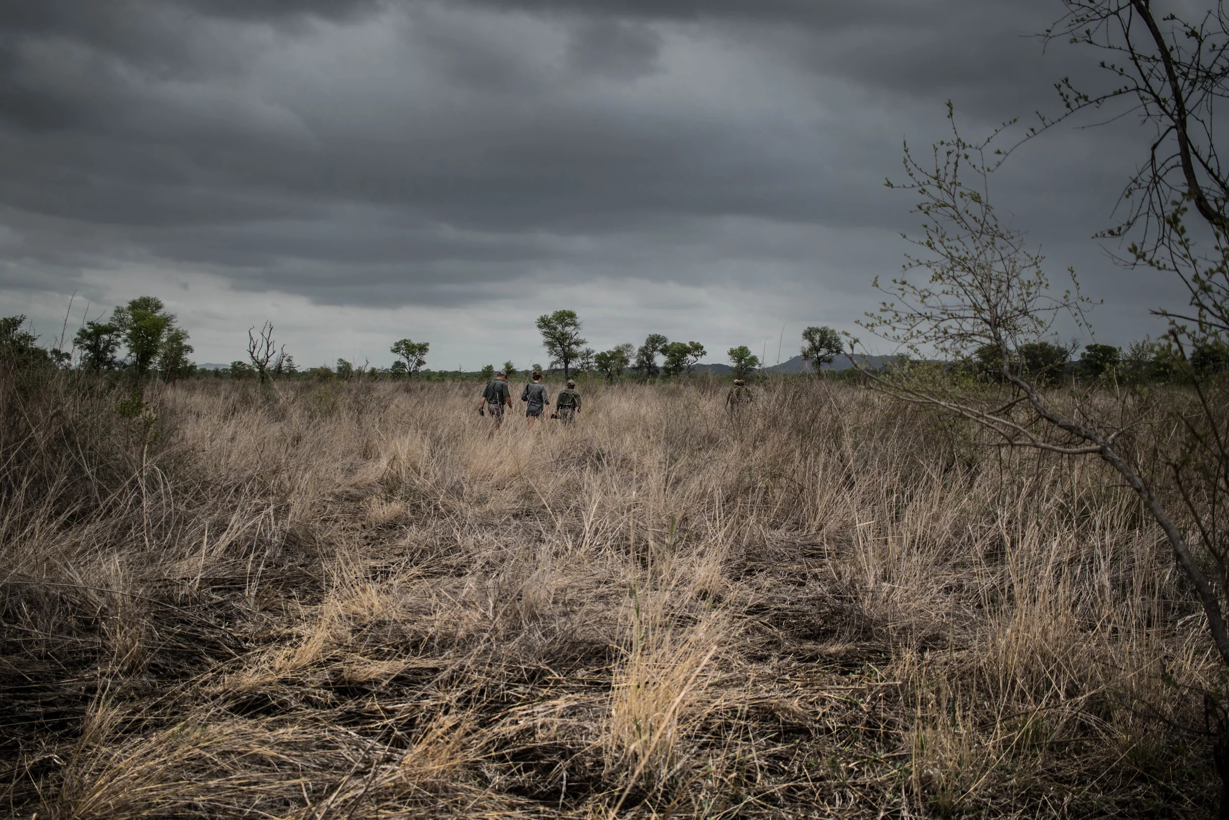 There is nothing quite like walking through the wild African bush. What a privilege to have this opportunity. Malilangwe, Zimbabwe