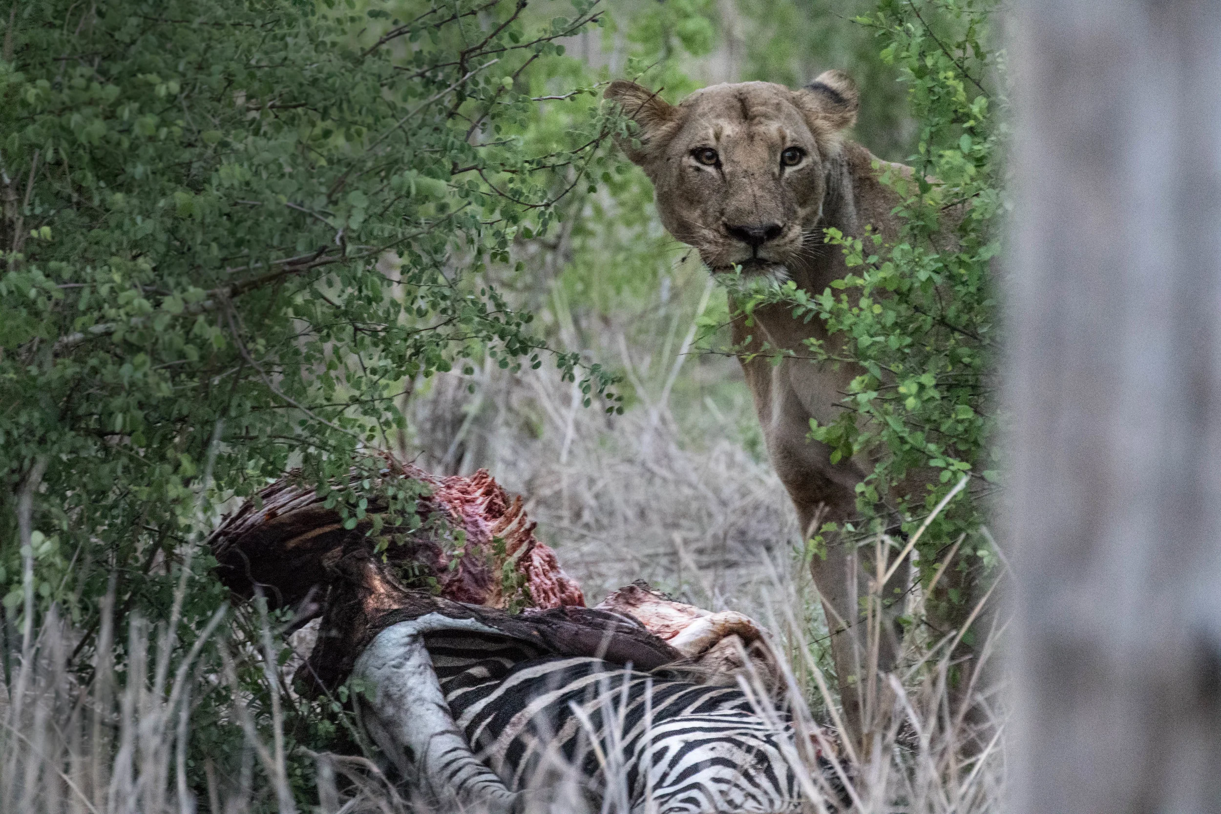 Those eyes. A lioness still feeding on a zebra while the rest of the pride lay around. Malilangwe, Zimbabwe