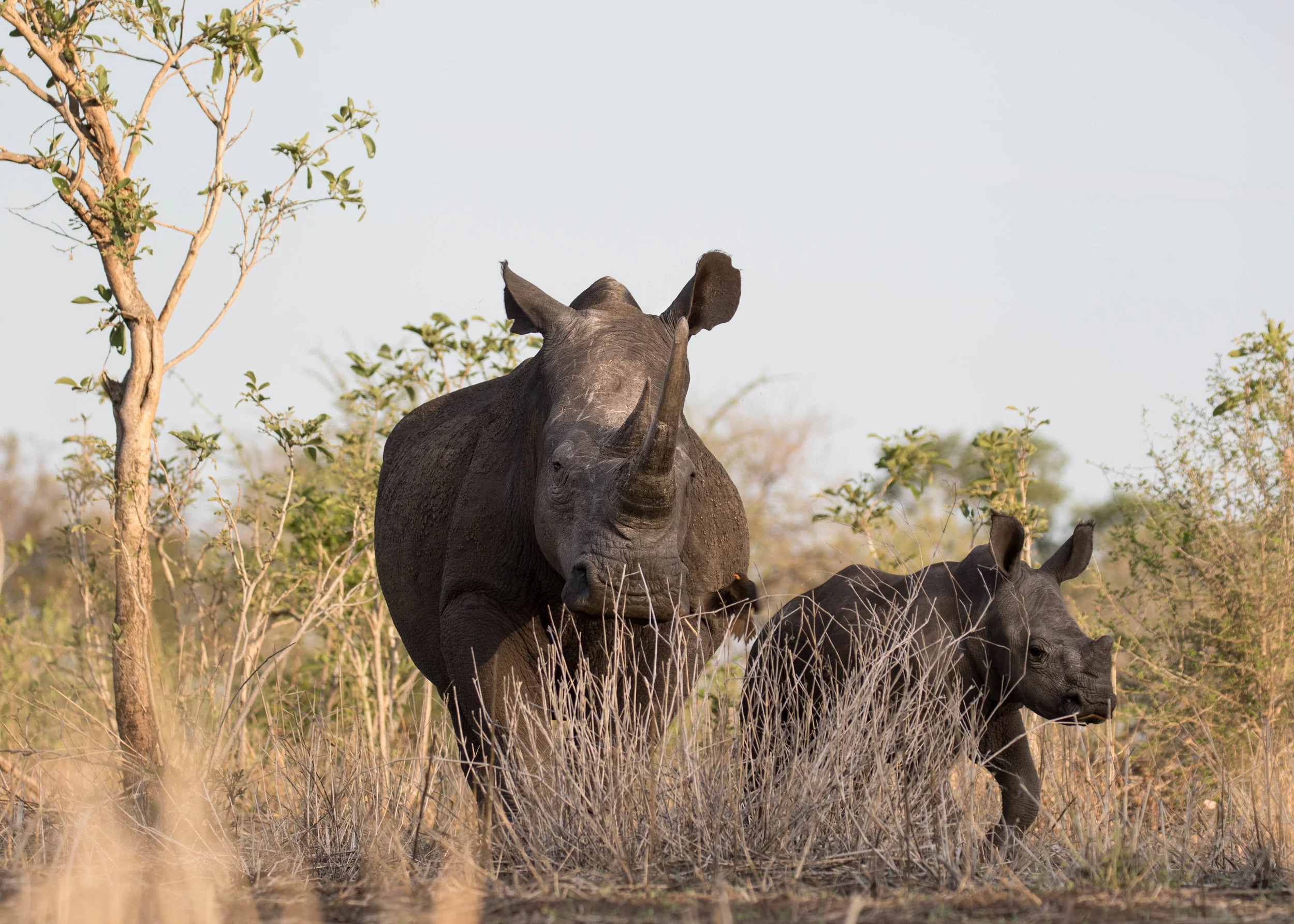 I had the privilege of tracking rhino on foot at Savé Valley Conservancy and Malilangwe . Rhino are incredibly powerful but also very vulnerable due to their poor eyesight. This is a photo I took on foot - we were down-wind of this mother and calf White Rhino and were able to get within 25 metres or so as they kept walking towards us, before we moved back so we didn't disturb them.