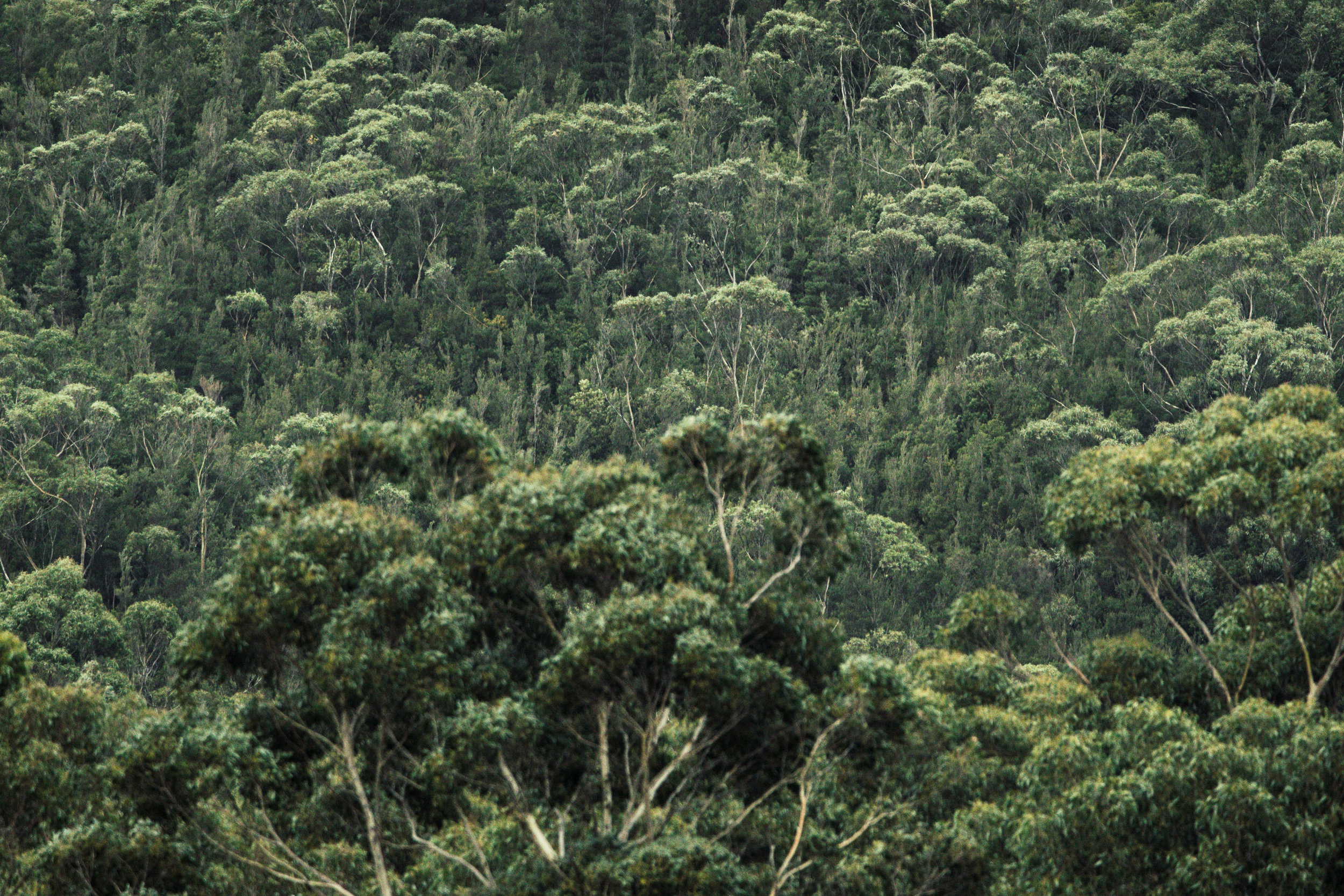 Pocock_Tassie-247.jpg