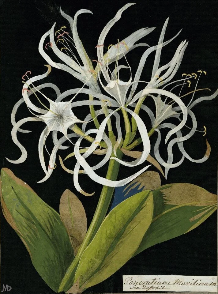 My Favorite Crafter: Mary Delany