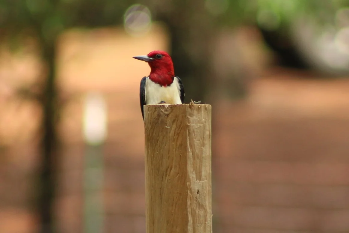 The Tale of the Red-headed Woodpecker