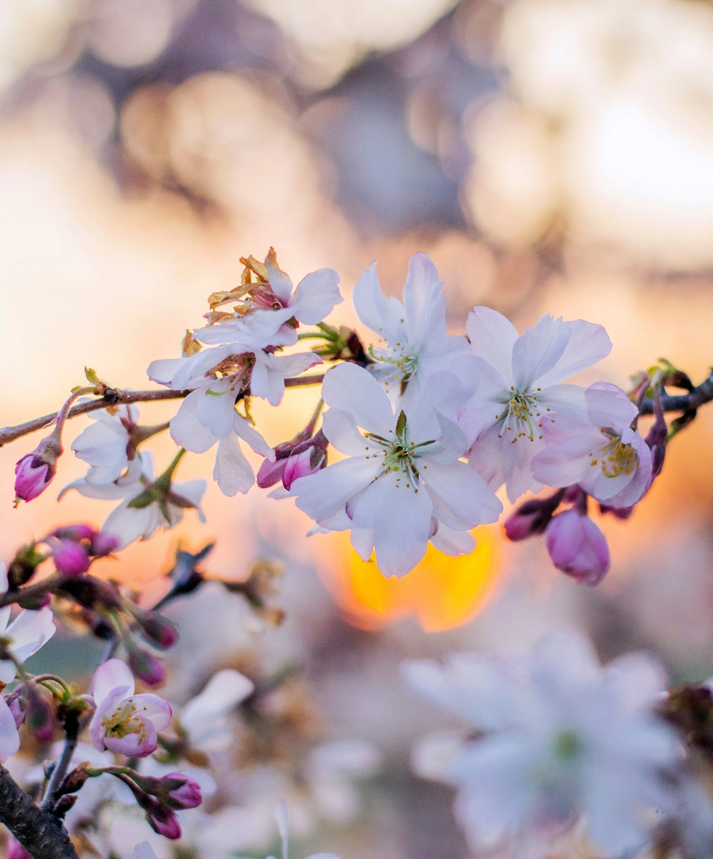 DSC_0729_1159 - Copy - Copy crop.jpg