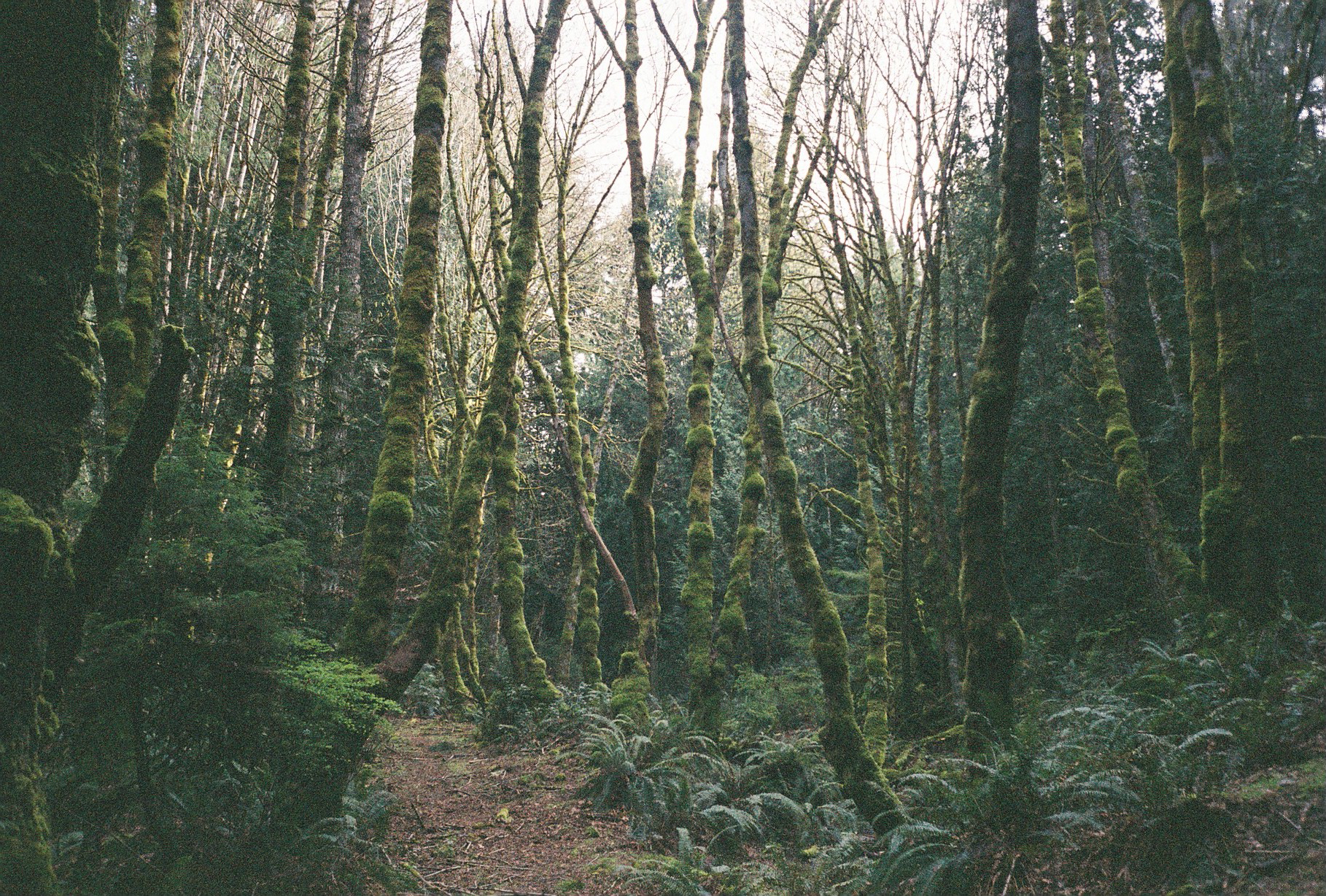 Mossy Forest