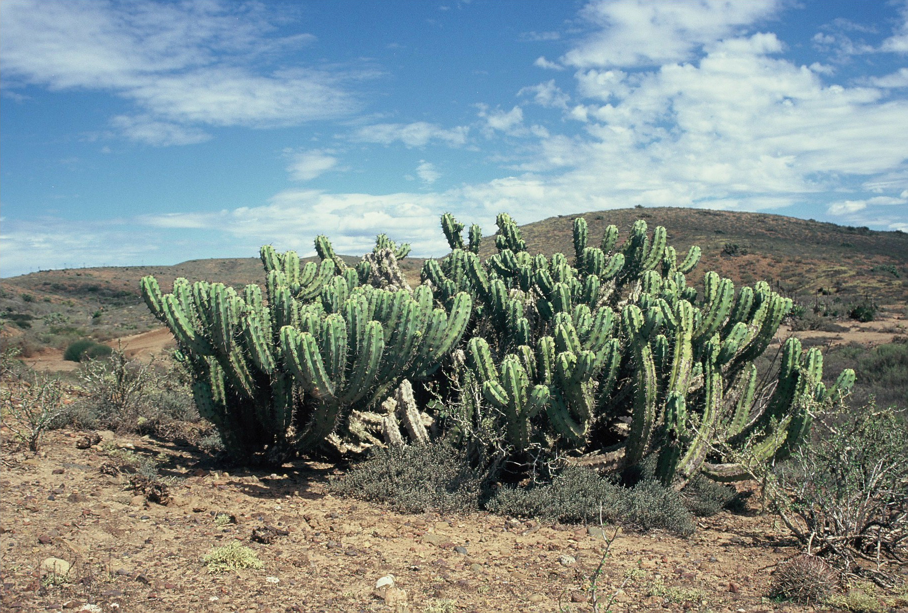 Baja California