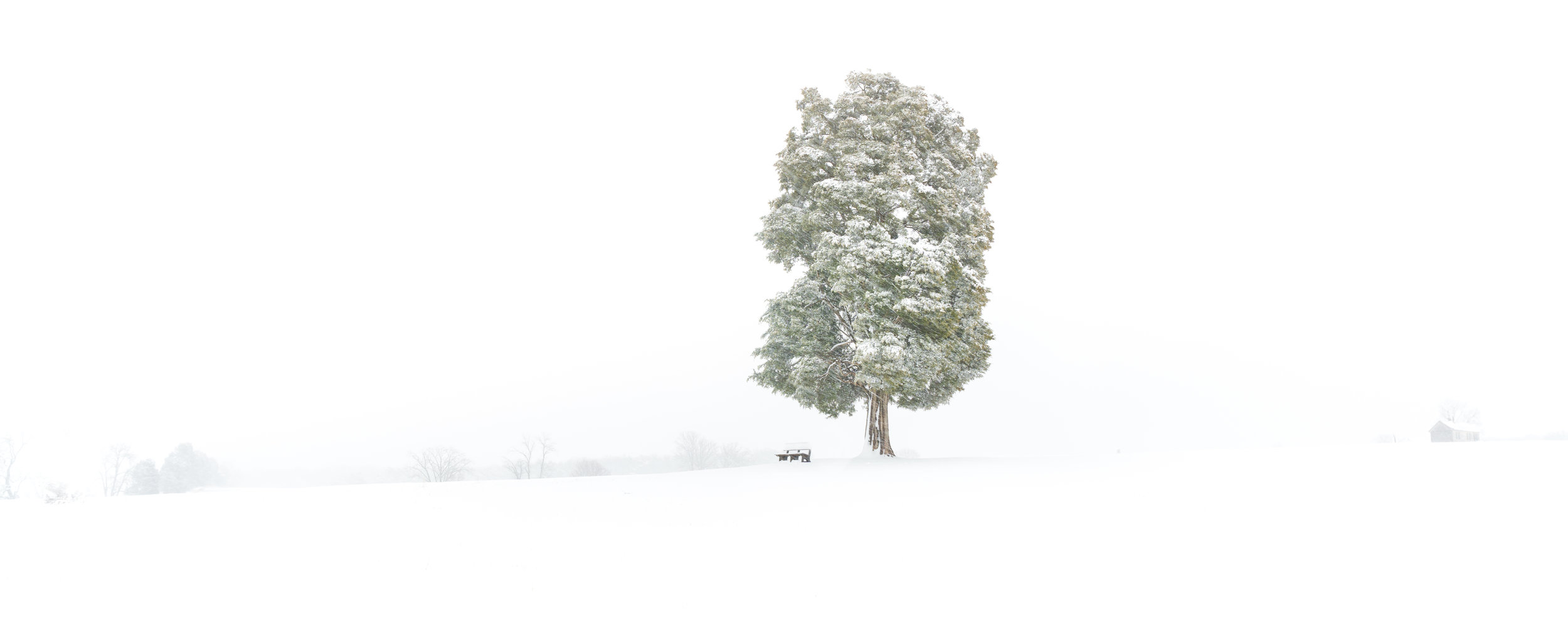 Lone Winter