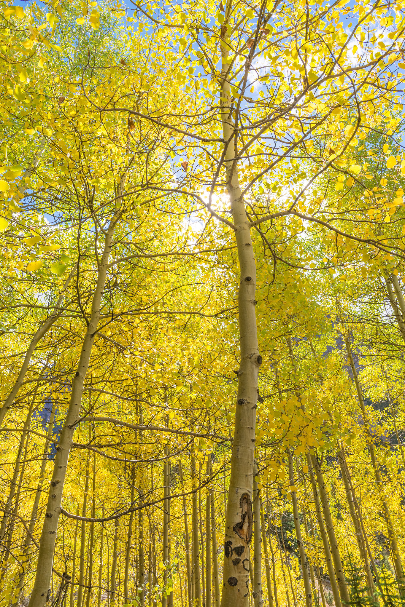 Aspen Grove