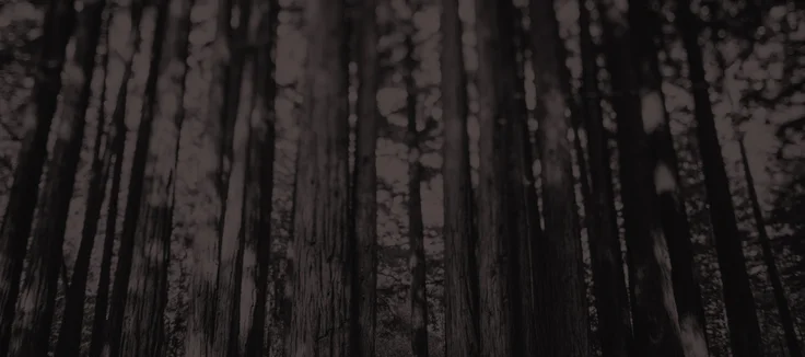 Redwoods B&W3.jpg