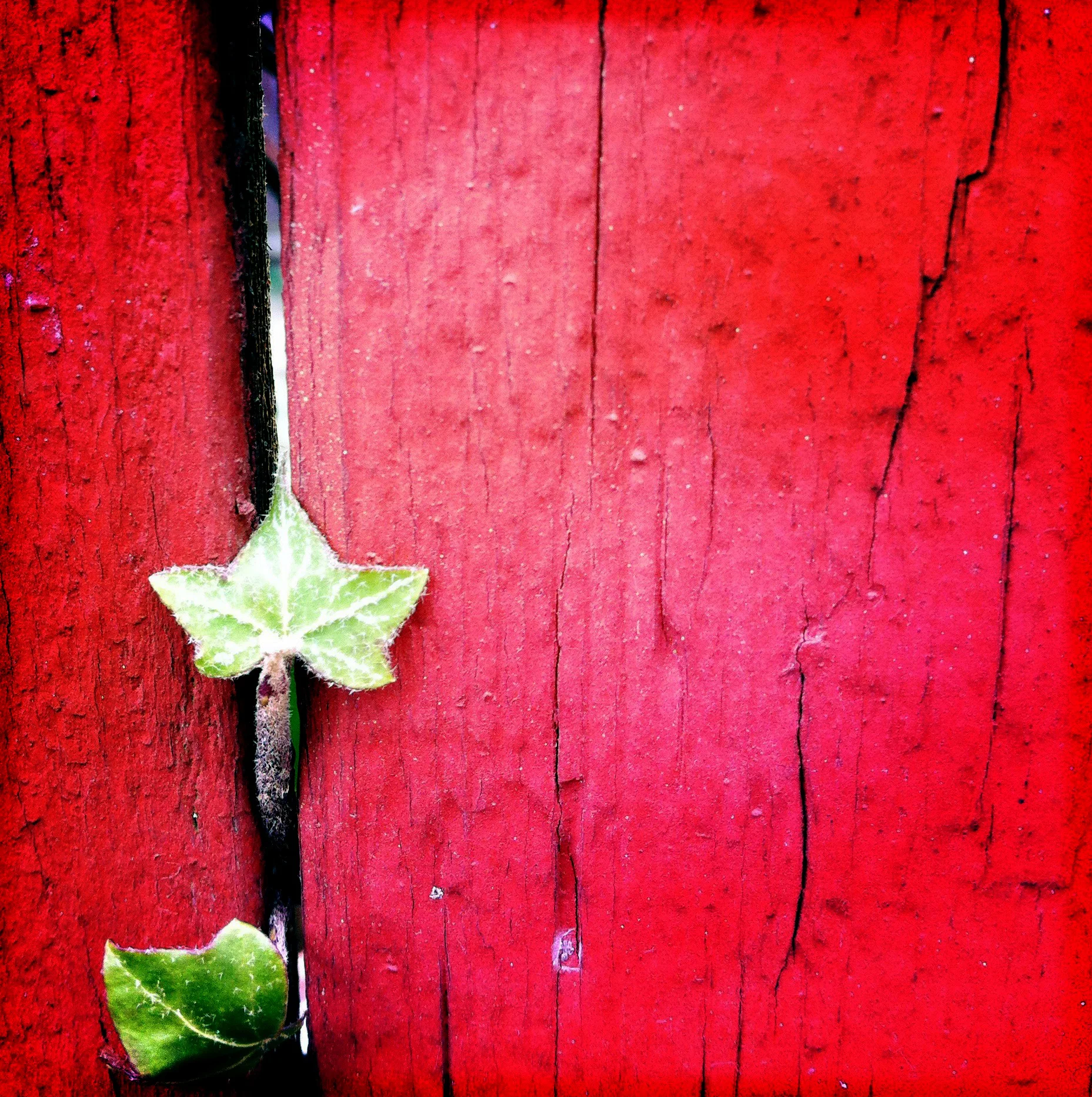 Green Leaf.jpg