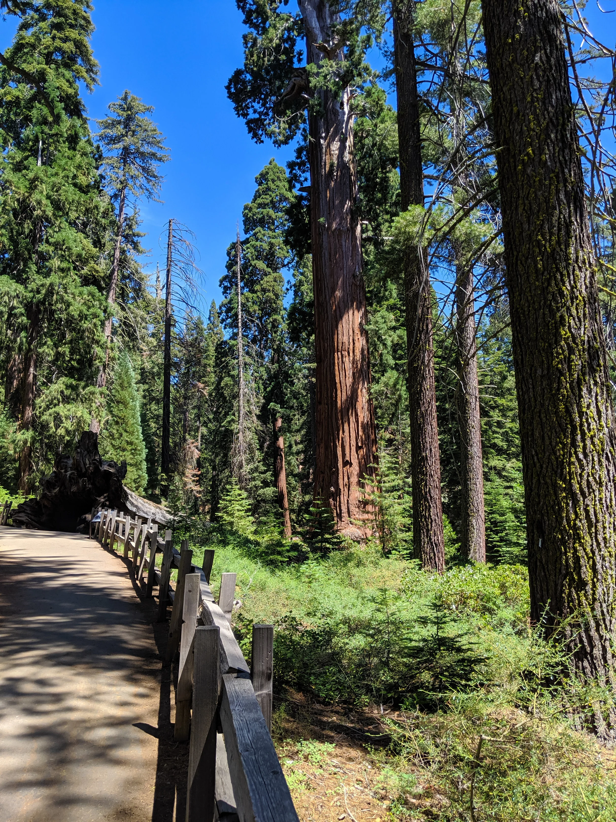 Kings Canyon, Grants Grove, Kings Canyon National Park, CA National Parks
